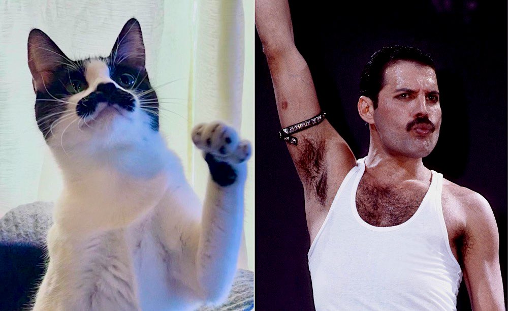 freddie mercury cat