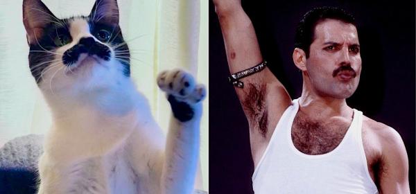 freddie mercury cat 