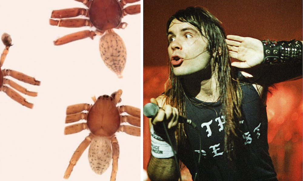 bruce dickenson spider